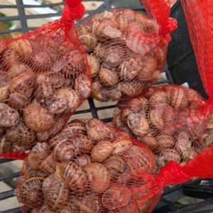 2 kg Helix Aspersa Muller snails (Escargot)