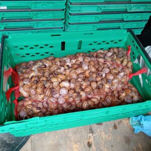 10 kg Helix Aspersa Muller snails (Escargot)