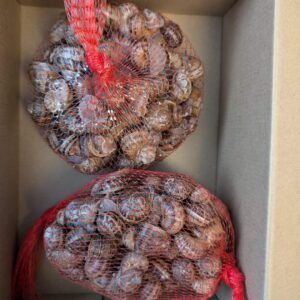 1 kg, around 100 Helix Aspersa Muller snails (Escargot)