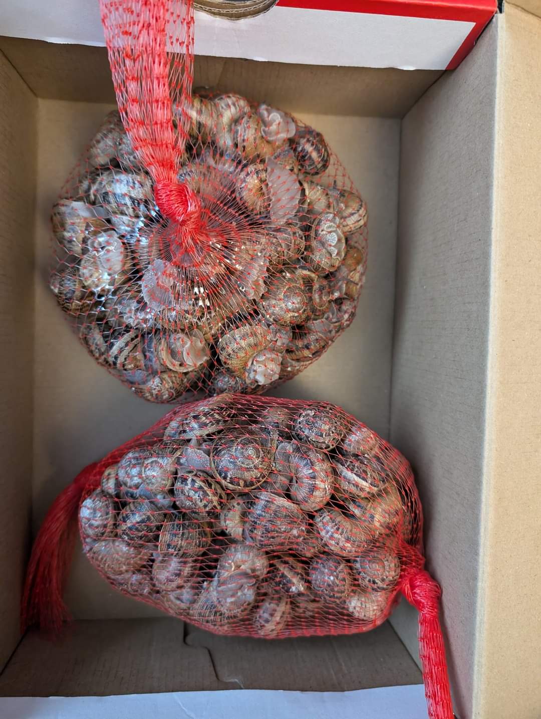 1 kg, around 100 Helix Aspersa Muller snails (Escargot)