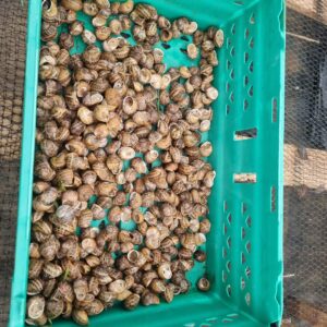 3 kg Helix Aspersa Muller snails (Escargot)