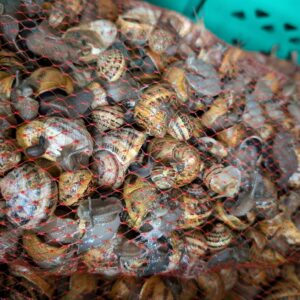 5 kg Helix Aspersa Muller snails (Escargot)