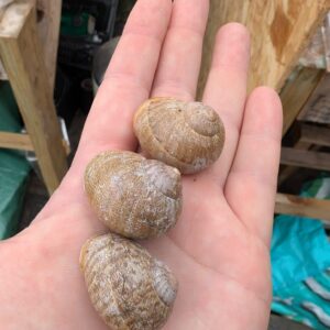300 grams - 0.3 kg Albino Helix Aspersa Muller snails (light shell) approx 30 Albino Muller snails