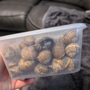 0.5 kg, around 50 Helix Aspersa Muller snails (Escargot)